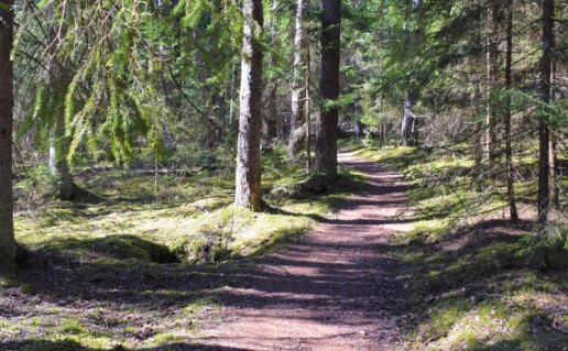 19_Labanoro girios pažintinis takas (3).jpg